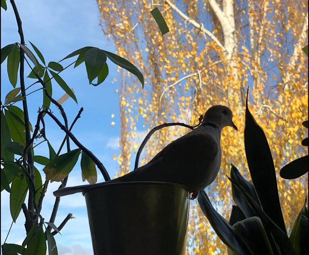 Ringnecked dove