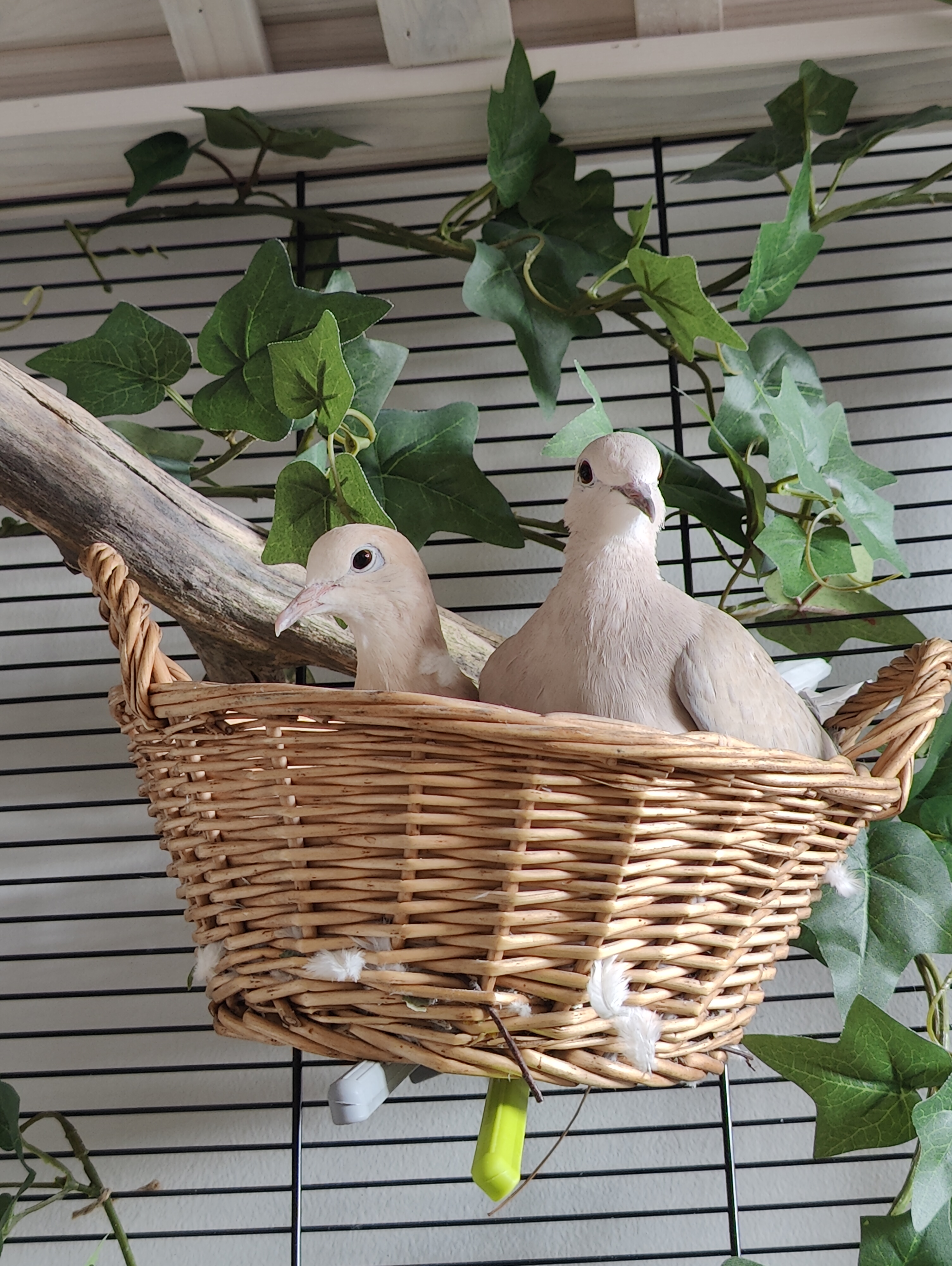 Ringneck doves