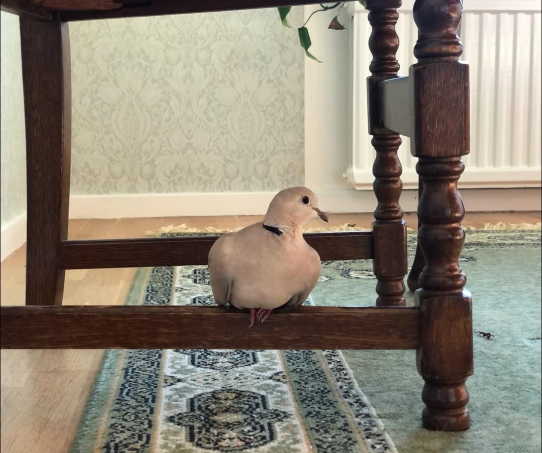 Ringnecked dove