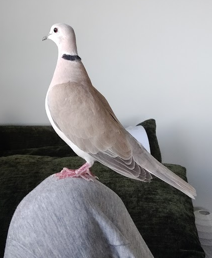 Ringnecked dove