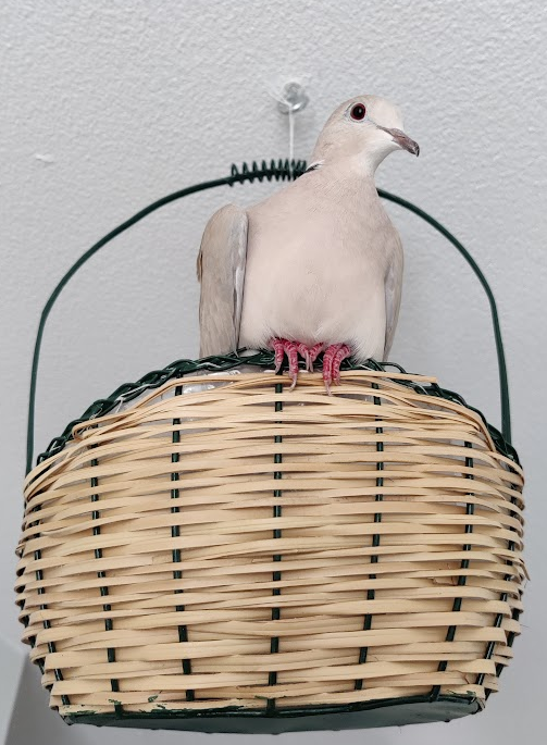 Ringnecked dove