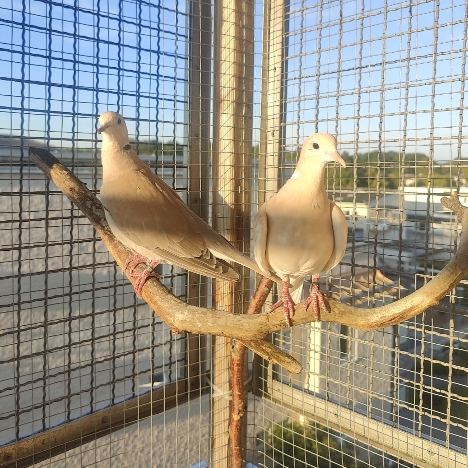 Ringneck doves