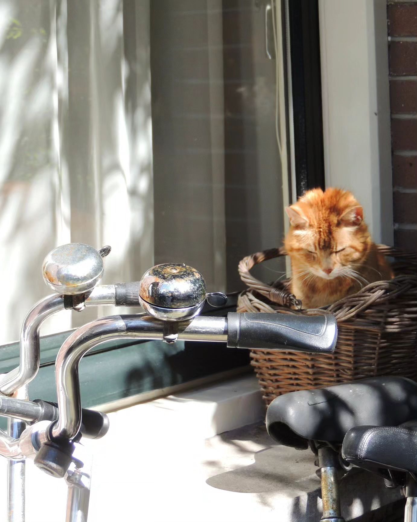 Cat in Amsterdam